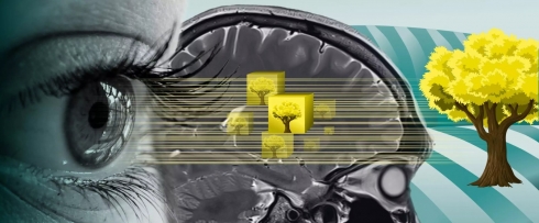 Die Software DeepMReye kann mithilfe von Künstlicher Intelligenz Blickposition und Augenbewegungen aus MRT-Bildern direkt vorhersagen. Grafik: MPI CBS